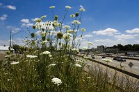 Daucus carota, more commonly known as Queen Anne's Lace, is pictured on an embakement nearthe Brown's Station Way overpass above I-65 in Jeffersonville on Wednesday. Staff photo by Christopher Fryer