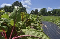 Rainbow chard grows at The Pickery Tuesday afternoon. Celery, carrots, radishes and more can now be ordered online. Staff photo by Jim Avelis