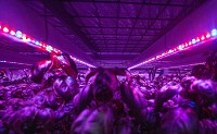 LED lights line the shelves holding basil plants in the grown room at Green Sense Farms in Portage. Staff photo by Becky Malewitz