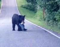 Bear sighting in Corydon confirmed