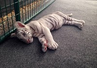 A tiger cub rests at Wildlife in Need near Charlestown. Photo courtesy of Tim Stark