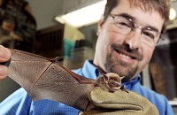 Tim Carter examines one of the big brown bates he monitors in the Ball State University bat laboratory in Muncie. Carter said wind farms have a great impact on the migratory bats. Staff photo by John P. Cleary