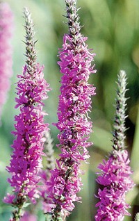 Purple loosestrife is a beautiful but aggressive invader which arried in eastern North America in the early 1880s.