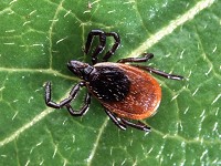 A deer tick sits on a leaf. The blood-sucking insects spread Lynee disease and the rarer babesiosis, which can be fatal. Photo by Scott Bauer, USDA Agricultural Reserch Service
