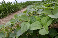 AG OUTLOOK:&nbsp;Soybeans and corn grow side by side in a field off of Grant County Road 100 North near 600 East.&nbsp; Staff photo by Jeff Morehead