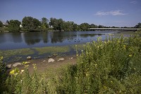 Canada geese swim in the St. Joseph River beyond the wildflowers that Mishawaka planted aat Crawford Park to deter them from coming ashore. Staff photo by Santiago Flores