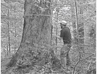 The Indiana Forest Alliance's forest characterization team estimates this sugar maple to be 150 years old, an old tree among a healthy mixture of tree ages in this forest. This maple falls in one of three tracts the state's Department of Natural Resources plans to select timber harvest this winter. Photo provided by Indiana Forest AlianceINDIANA FOREST ALLIANCE