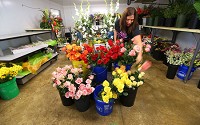 Anna Berry of Banner Flower House in Kokomo works with roses Friday. Because up to 85 percent of flowers in the U.S. are shipped through Florida from South America, Hurricane Irma has caused a massive shortage for local shops, disrupting events such as weddings. Staff photo by Tim Bath