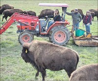 From left, Zach Martin, Marc Huffman and Jennifer Karnes, co-owners of Red Frazier Bison, work with the bison Tuesday at their farm near Solsberry. Staff photo by Chris Howell