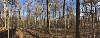 This panoramic view shows some of the trees in Hoot Woods. Courtesy photo by Abby Henkel