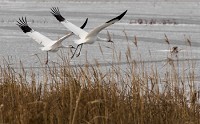 Two whooping cranes take off over the wetlands Dec. 31, 2017, at Goose Pond Fish and Wildlife Area in Greene County. Staff photo by Jeremy Hogan