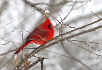 Biologists say songbirds are one of the few animals that can benefit fom supplemental feeding. Submitted photo