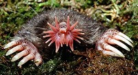  The star-nosed mole is a species of special concern in Indiana, but they are fairly common near wetlands and areas of poor drainage.  Dr. Ken Catania | For CNHI News Indiana
