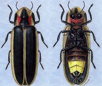 Say's Firefly is set to become the officlal state insect of Indiana. Illustration by Arwin Provonsha, Purdue Department of Entomology