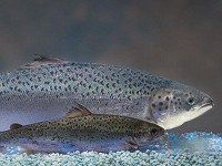 An AquAdvantage Salmon overshadows a non-genetically engineered sibling of the same age (12 months). Both reach the same size at maturity, but the smaller one will take twice as long to become AquAdvantage-size. (Photo: AquaBounty Technologies)