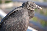 Black vultures are smaller and more aggressive than the well-known turkey vultures and are characterized by black feathers with silvery-white primary feathers that show during flight, and a brown, gray or black featherless head. (Photo via Wikimedia Commons)