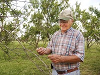 Gary Kirkham looks at buds killed by cold tempertures last winter on a peach tree Thursday, May 31, 2018, at Wea Creek Orchard in Tippecanoe County. Staff photo by John Terhune