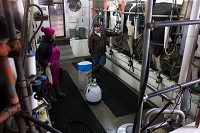 Sam, left, and her son Wyatt chatted while milking the cows the afternoon of March 25. More than 90 cows are milked twice each day. The first milking typically begins at about 3 a.m. and the second usually takes place 12 hours later. The milking parlor can handle 10 cows at a time. Staff photo by Dave Weatherwax