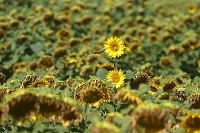 The sunflowers grown at Boyer Farms in Converse are used as a healthy cooking alternative called Healthy Hoosier Oil. August 1, 2015. Kelly Lafferty Gerber | Kokomo Tribune