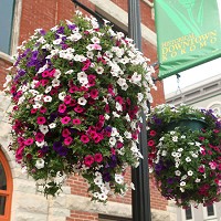 Flower baskets have accented Kokomo's downtown area forthe past decade, starting with 52 in the first year and growing to 1,100 in 2015. Kokomo Tribune file photo