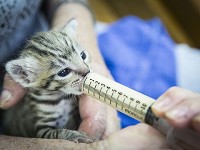 Assistant director Jean Herrberg uses a syringe to feed a recently rescued Bengal kitten at the Exotic Feline Rescue Center. The center plans on holding a naming auction for the as-of-yet undetermined gender kitten. Staff photo by  Jordan Kartholl
