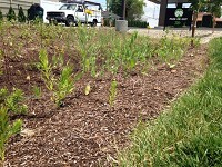 A rain garden full of native prairie grasses and wildflowers absorbs storm water runoff from the parking lot at the new Mutual Bank branch on West Jackson Street in Muncie.&nbsp; Staff photo by Seth Slabaugh