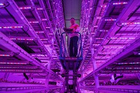 Founder farmer and CEO of Green Sense Farms, Robert Colangelo, poses for a photo inside a vertical farm in Portage. Staff photo by Becky Malewitz