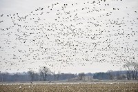 There have been higher numbers than usual of snow geese seen in Knox, Daviess and Gibson counties during 2018 as they migrate north. Staff photo by Kristi Sanders