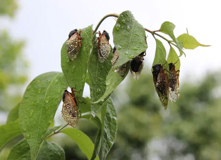 Cicadas hang from a bush after a thunderstorm Friday in Bloomington.
Jenny Porter Tilley/Herald-Times