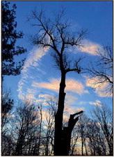 An aged wild cherry tree stands in contrast to the morning sky just an hour before it and the neighboring trunk of an elm met the cutter’s saw last week. Mike Lunsford photo